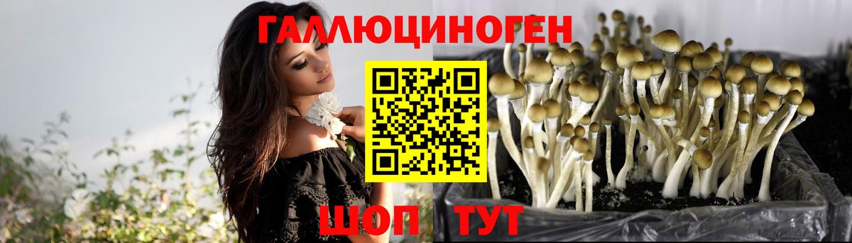 Псилоцибиновые грибы Psilocybine cubensis Берёзовский